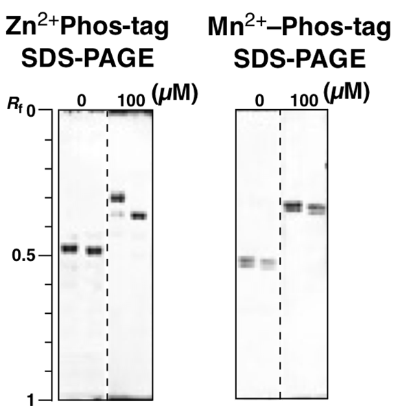 pepsin